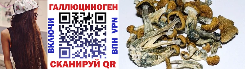 Псилоцибиновые грибы мицелий Суздаль